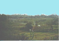 Terraced rice fields